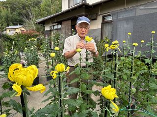 「福助」など丹精した６００鉢競演　瀬戸内・備前菊花展 ２８日開幕