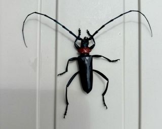 「クビアカツヤカミキリ」分布急拡大 岡山県が警戒　香川で発見、徳島では桃農園で被害深刻化