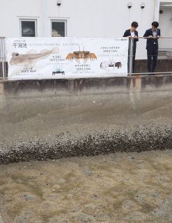 カブトガニ博物館に横断幕新設　干潟の生き物など紹介する２種