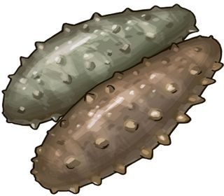 【食材ノート】ナマコ　身引き締まる冬場が旬