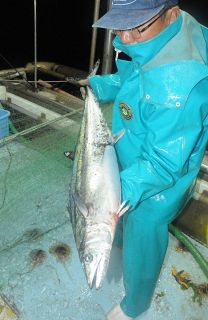 岡山のサワラ水揚げ回復基調　県水産研調査、水温上昇で漁期早まる