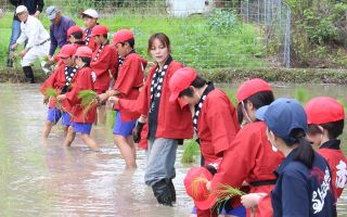 「赤米元気に育って」総社・新本小５年生　本庄国司神社で相川さんと田植え