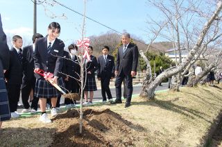 総社中の桜並木 植樹で〝修復〟　通学路改良による伐採受け、生徒や住民
