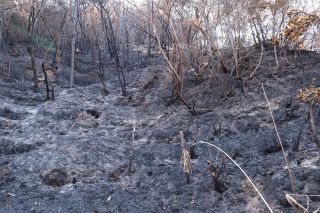 岡山・山林火災　復旧事業費最大２０億円超