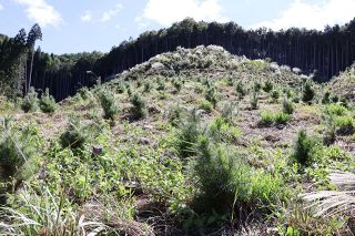 鏡野・ジップの森が環境省の「自然共生サイト」認定　アカマツ植栽で伐採地の生態系再生