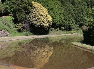 「七色樫」黄色鮮やか　鏡野の県天然記念物
