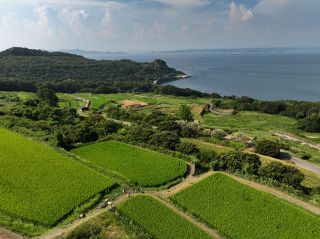 直島諸島編（３）棚田　「豊かな島」象徴する風景
