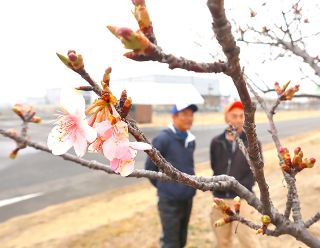 鮮やか カワヅザクラほころび始め　花回廊ゴルフコース １６日に開放