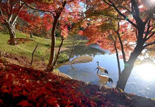 「モミジと丹頂」中浦さん最優秀　岡山県自然保護センター写真展