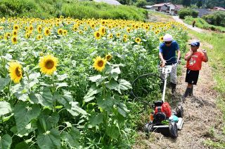 ヒマワリ栽培で地域おこし　新見・千屋住民グループ、観光誘客や加工品販売で魅力をアピール
