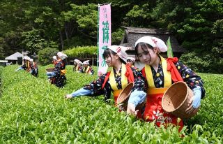 茶摘み娘 昔ながらの作業実演　後楽園、初夏の訪れ告げる