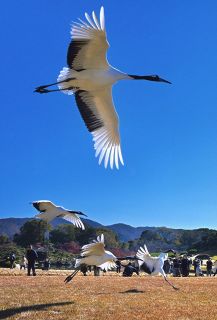読者の写真コンテスト２０２５年　安井さん（備前）最優秀　「青空を駆ける」　大胆な構図でタンチョウ捉える