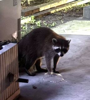 野生動物に全身１５カ所かまれる　岡山市北区の住宅街で住民が被害　市が注意呼びかけ