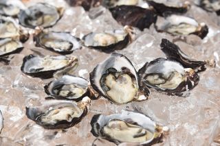 夏場の生食カキを新たな特産に　朝日漁協、本格養殖へ浄化施設