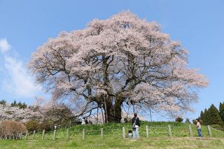 真庭・醍醐桜 堂々と満開　山あいに春の訪れ告げる