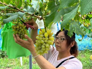 観光農園 ５日にオープン　久米南・棚田景観とブドウ狩り