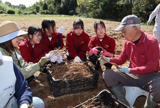 薬用シャクヤクの収穫手伝う　一宮高生、井原市で作業