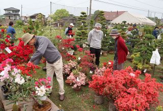 植木３００種５０００点を販売　浅口・金光で植木まつり ５月３日まで
