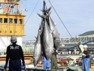 太平洋マグロ、漁獲増合意できず　メキシコが突如反対、協議継続へ
