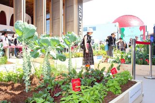 万博イタリア館の前に“畑”出現　矢掛町で育てた野菜 伊政府が依頼