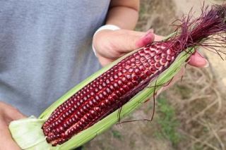 赤いトウモロコシ全国で、ＳＮＳの発信注目　奈良の種苗メーカー開発