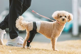 装着しやすい犬用膝サポーター　アニフル、靴下タイプでずれにくさも