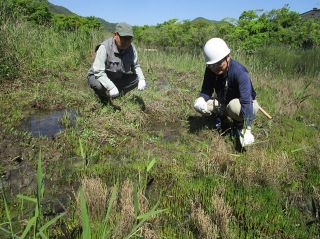 新繁殖エリア発見　浅口・寄島アッケシソウ自生地 ７カ所目