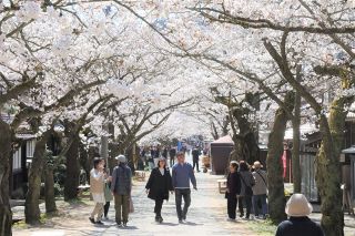 街道彩る薄ピンクのトンネル　新庄の「がいせん桜」満開