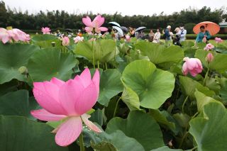 清らかなハスの花堪能 後楽園で観蓮節　家族連れやカップル約１２００人
