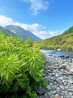 【戦後８０年―日本軍全滅の島】故郷失ったアッツ島先住民　伝統文化の回復目指す子孫