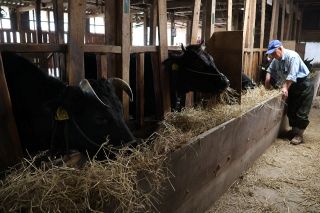 【新・地域考】つやま和牛出荷１０年　繁殖から肥育まで ファン獲得へブランド化