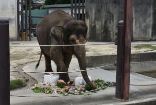 ボルネオゾウ「ふく」 ２８歳おめでとう　タカオ福山動物園で誕生日イベント