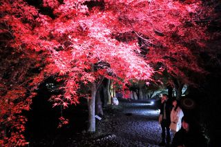 秋の宵 紅葉鮮やか　津山城跡でまつり