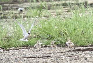 コアジサシひな巣立ち 見守り結実　玉島の人工島 保護団体と企業連携