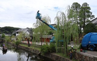 柳さっぱり 剪定始まる　秋の観光シーズンに備え 倉敷・美観地区