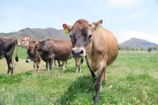 青々とした草原 ジャージー牛伸び伸びと　真庭・蒜山の観光施設で放牧始まる