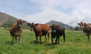 青々とした草原 ジャージー牛伸び伸びと　真庭・蒜山の観光施設で放牧始まる