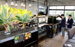 高級魚とバナナ同時育成 目指す　東岡山工高「アクアポニックス」