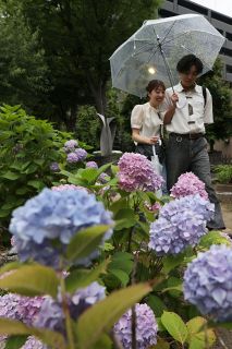 中国地方梅雨入り 平年より２日早く　どんより雲 アジサイ淡く