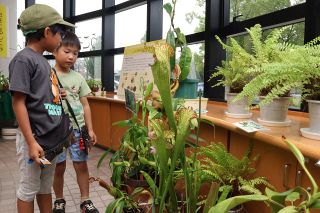 ユニークな食虫植物「興味深い」　半田山植物園で５０種展示