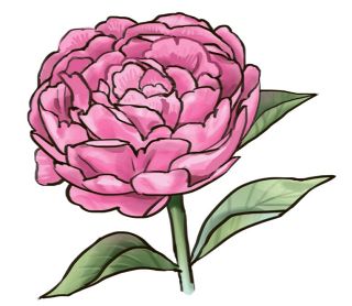 【花だより】シャクヤク　１輪でも存在感「宰相」