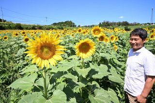 黄色の大輪１５万本鮮やか　美作の天空のひまわり畑８日開場【動画あり】