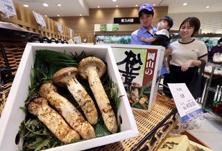 「秋の香り」岡山産マツタケ　百貨店初入荷、昨年より１日早く