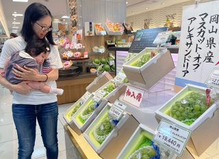 マスカット初入荷 食味良好　岡山の百貨店、前年並みの高値に