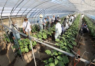 新品種への切り替え促す研修会　千両ナス生産回復へ全農おかやま