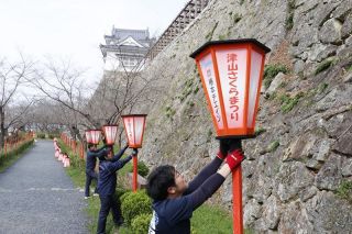 津山・鶴山公園 ぼんぼり取り付け　さくらまつり主会場 １８９本設置