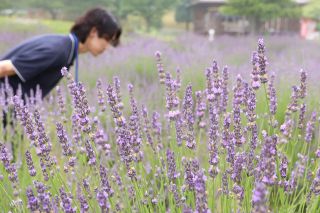 梅雨空彩る淡い紫　美咲 まきばの館でラベンダー見頃