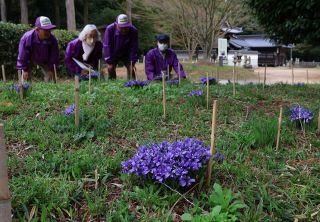 かれんなエヒメアヤメ見頃　笠岡・箱田山神社 １１、１２日まつり