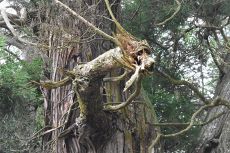 ご神木から今年のえと「龍」出現　真庭・高岡神社が話題に