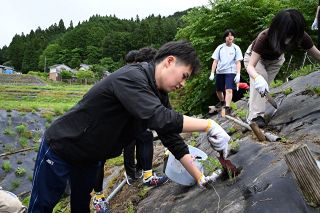 西粟倉の公園のシバザクラ　滋慶学園高生が植え替えに協力